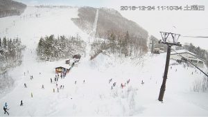 tsuga