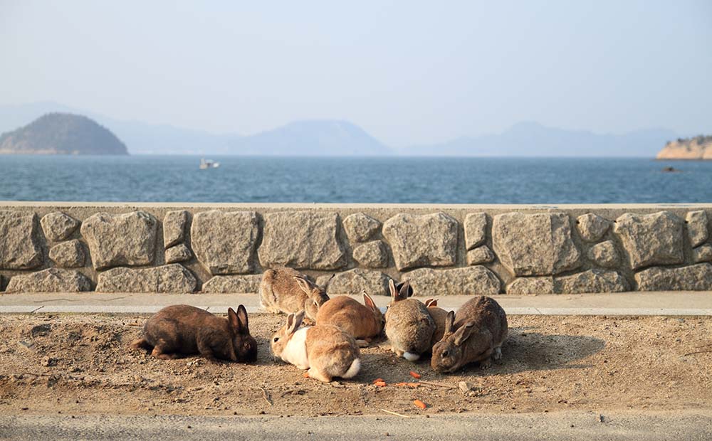 大久野島　うさぎ