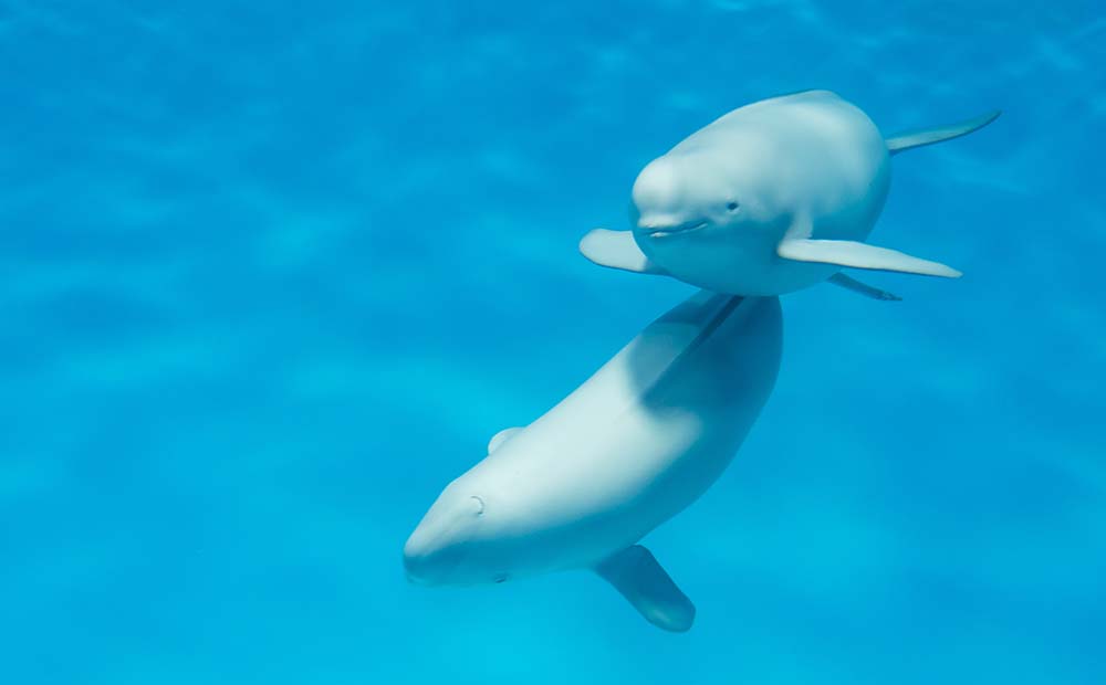 宮島水族館　スナメリ