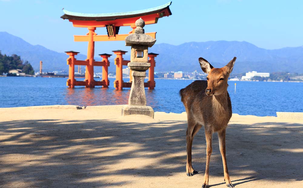 厳島神社　鹿