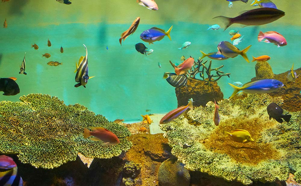 宮島水族館　魚