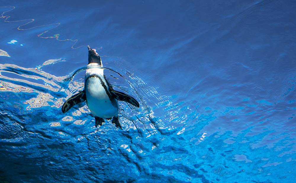 サンシャイン水族館のペンギン