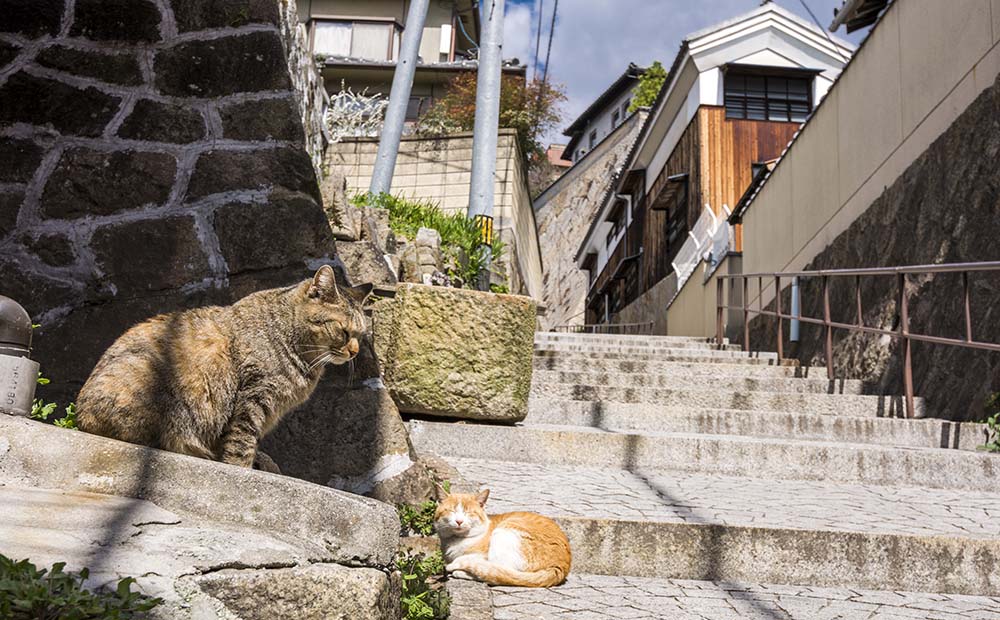 尾道　猫