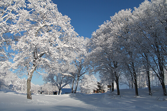 雪上雪穴掘り大会や振舞い[春山まつり」【野沢温泉スキー場】