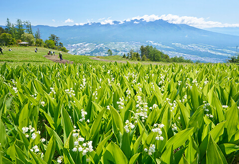 富士見パノラマ　花①