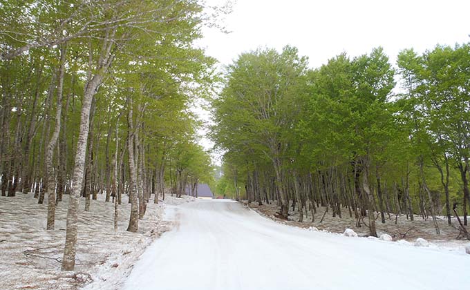 日帰り】マイカー／奥只見丸山スキー場＜リフト券・ランチ＆ドリンク券付＞