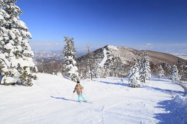 ストレートスキーとカービングスキーの違い