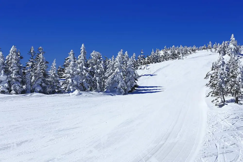 スキー場 雪質 ランキング